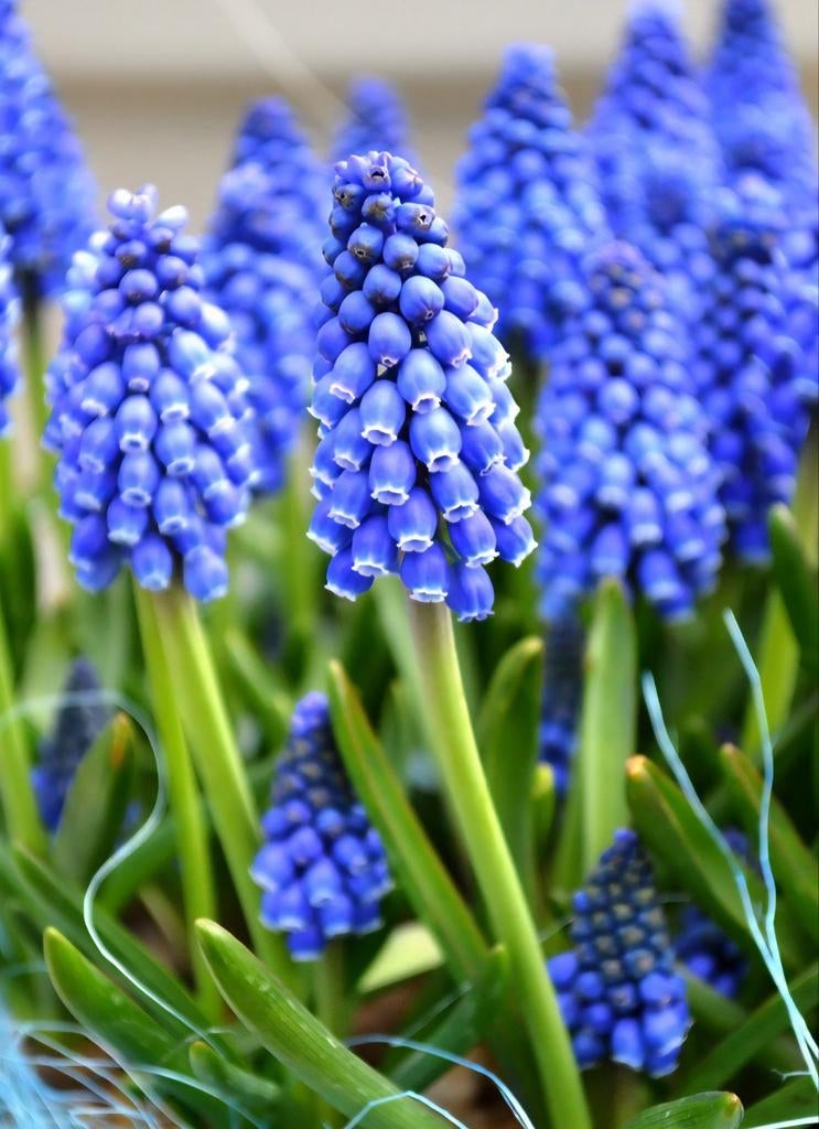 Biologische Blauwe Druifjes Zaden, Ophalen of Verzenden, Volle zon