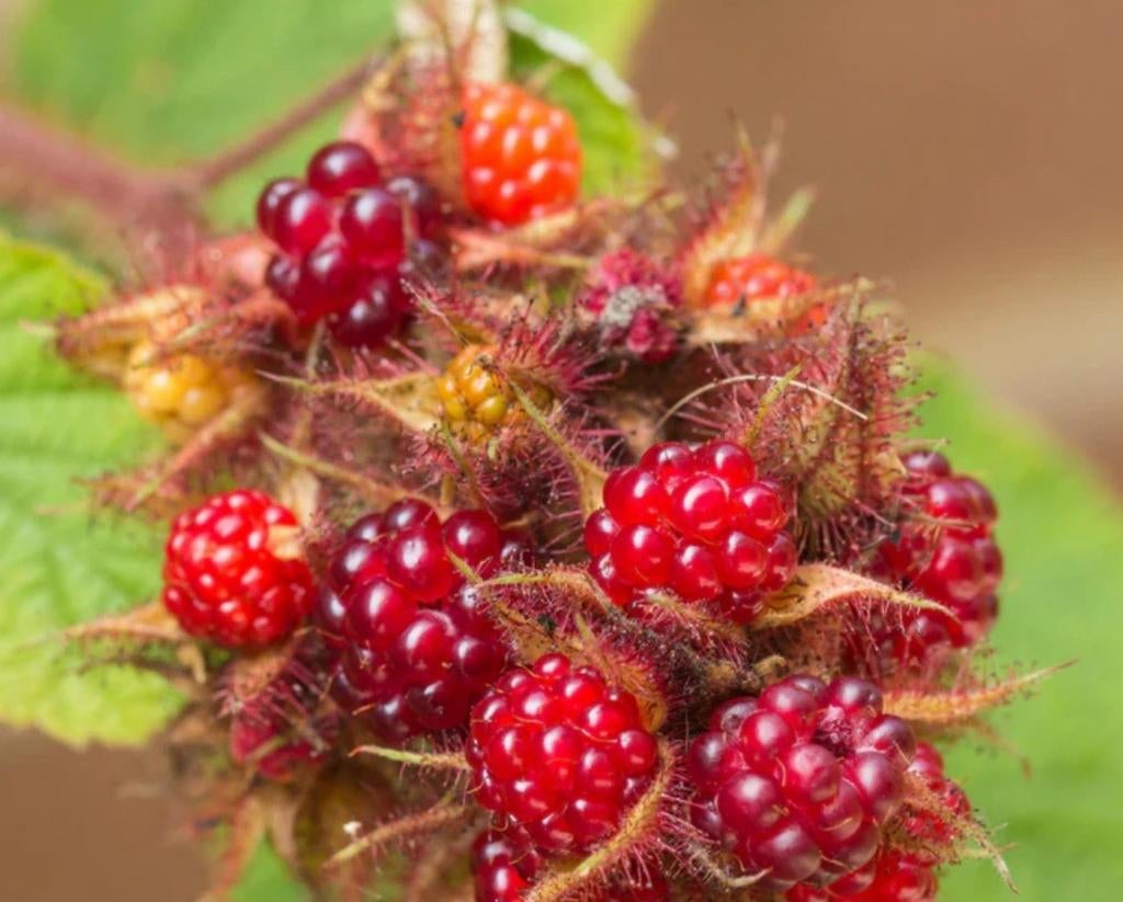 Japanse wijnbes plant in pot, Ophalen, Overige soorten, Volle zon