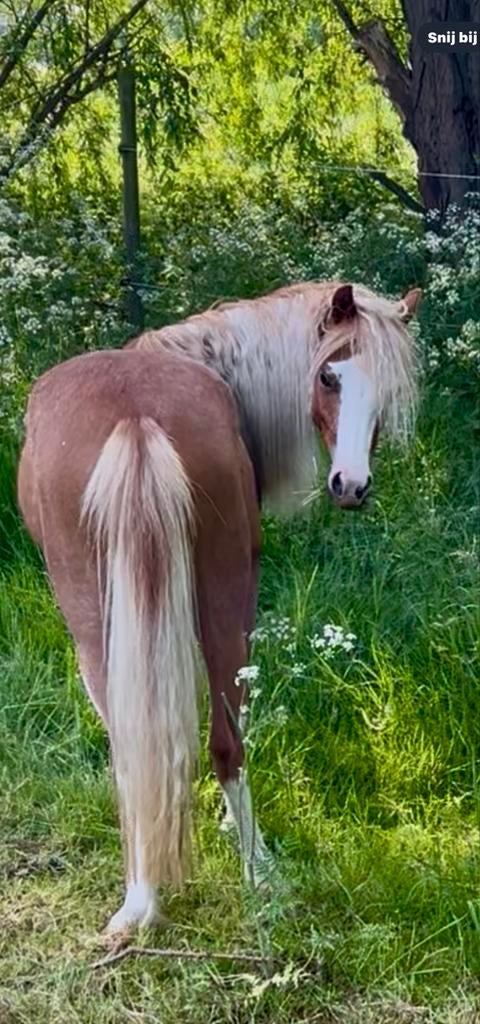 Welsh pony, Dieren en Toebehoren, Pony's, Merrie, Onbeleerd, B pony (1.17m tot 1.27m), Dressuurpony, 3 tot 6 jaar, Met stamboom