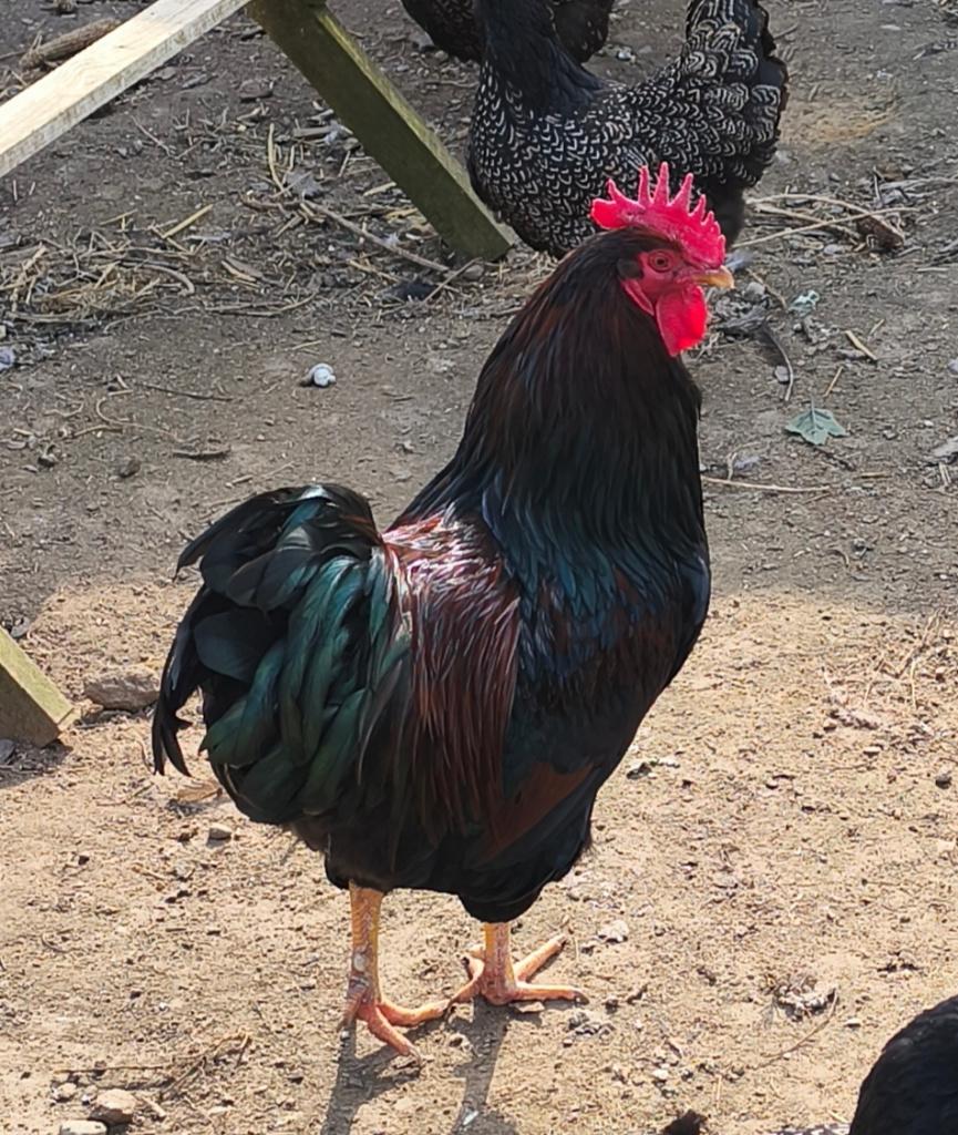 Gezocht Barnevelder of New Hampshare hanen groot., Dieren en Toebehoren, Pluimvee, Meerdere dieren, Kip
