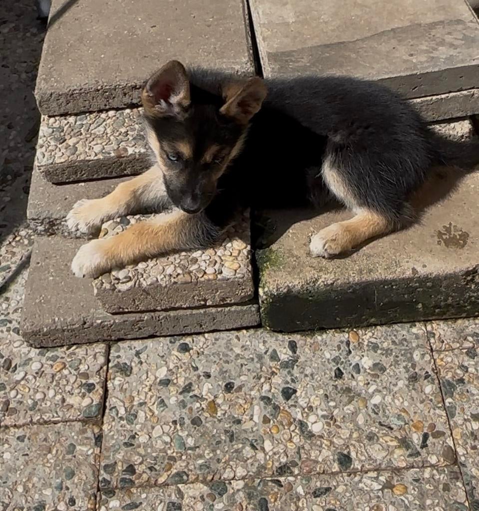 1 schattige duitseherder puppy tekoop teefje🥰, 8 tot 15 weken, Teef, Parvo, Eén hond