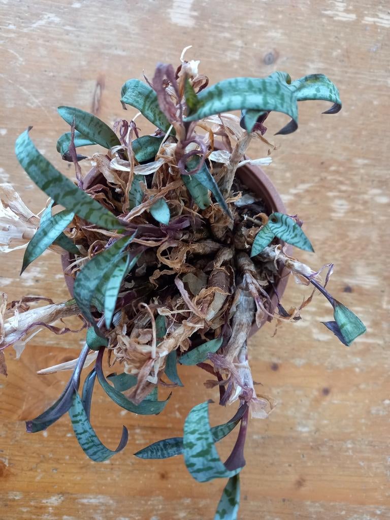 Ledebouria socialis kamerplant, Huis en Inrichting, Kamerplanten, Ophalen, Halfschaduw, Minder dan 100 cm