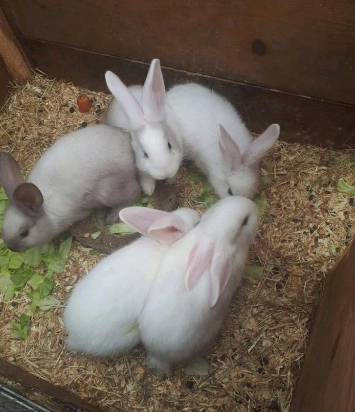 Diverse konijnen te koop ook minilops, Dieren en Toebehoren, Konijnen, Klein, Meerdere dieren, 0 tot 2 jaar, Hangoor