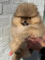 Bearface pomeranian | pomeriaan | reutje, Dieren en Toebehoren, Particulier, Keeshond, 15 weken tot 1 jaar, Reu