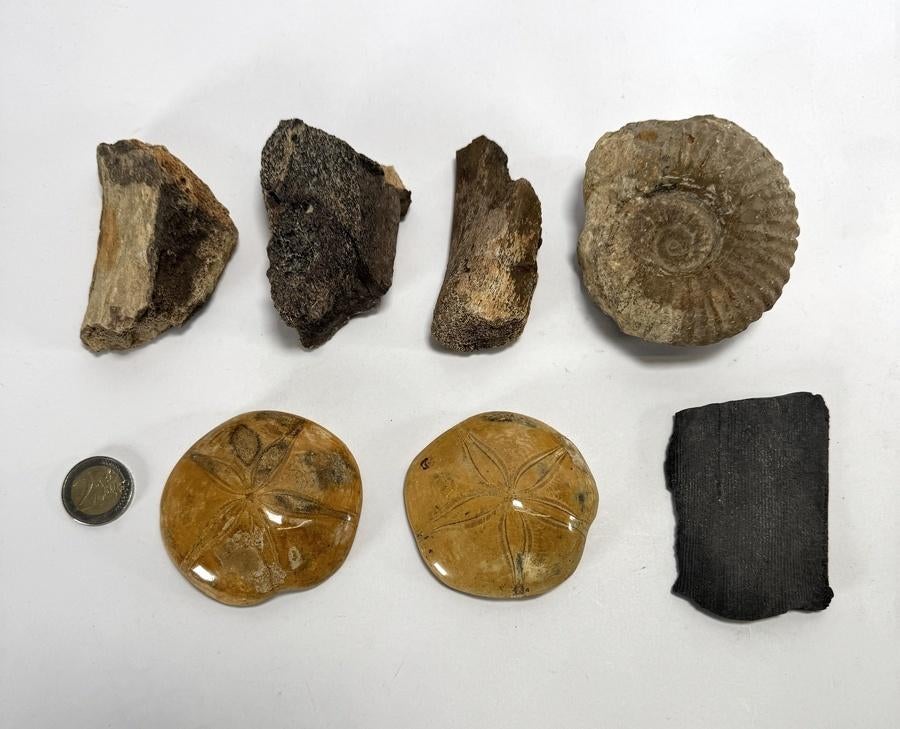 1233. Verzameling schelpen, fossielen en stenen, Ophalen of Verzenden