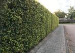 Nieuwe hagen & Erfafscheidingen, Ophalen of Verzenden, Beukenhaag, 100 tot 250 cm