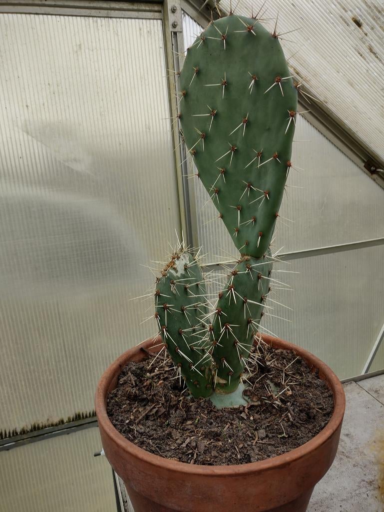 Opuntia cactus, Ophalen of Verzenden, Cactus, Volle zon, Minder dan 100 cm