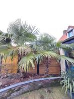 Gezonde palmbomen., Tuin en Terras, Planten | Tuinplanten, Ophalen of Verzenden