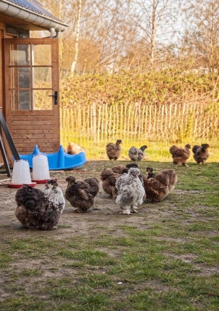 Zijdehoen hennen *aan de leg*, Dieren en Toebehoren, Pluimvee, Vrouwelijk, Kip