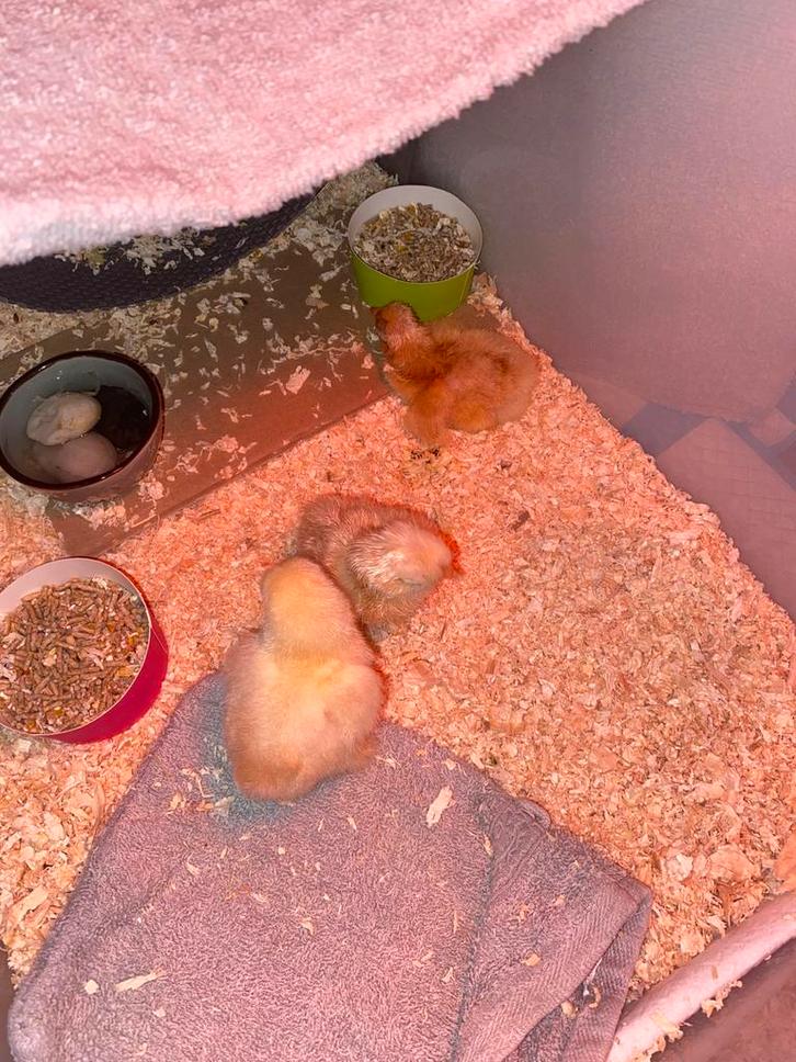 3 gezonde Cochin Kriel kuikens, Dieren en Toebehoren, Pluimvee, Kip, Geslacht onbekend