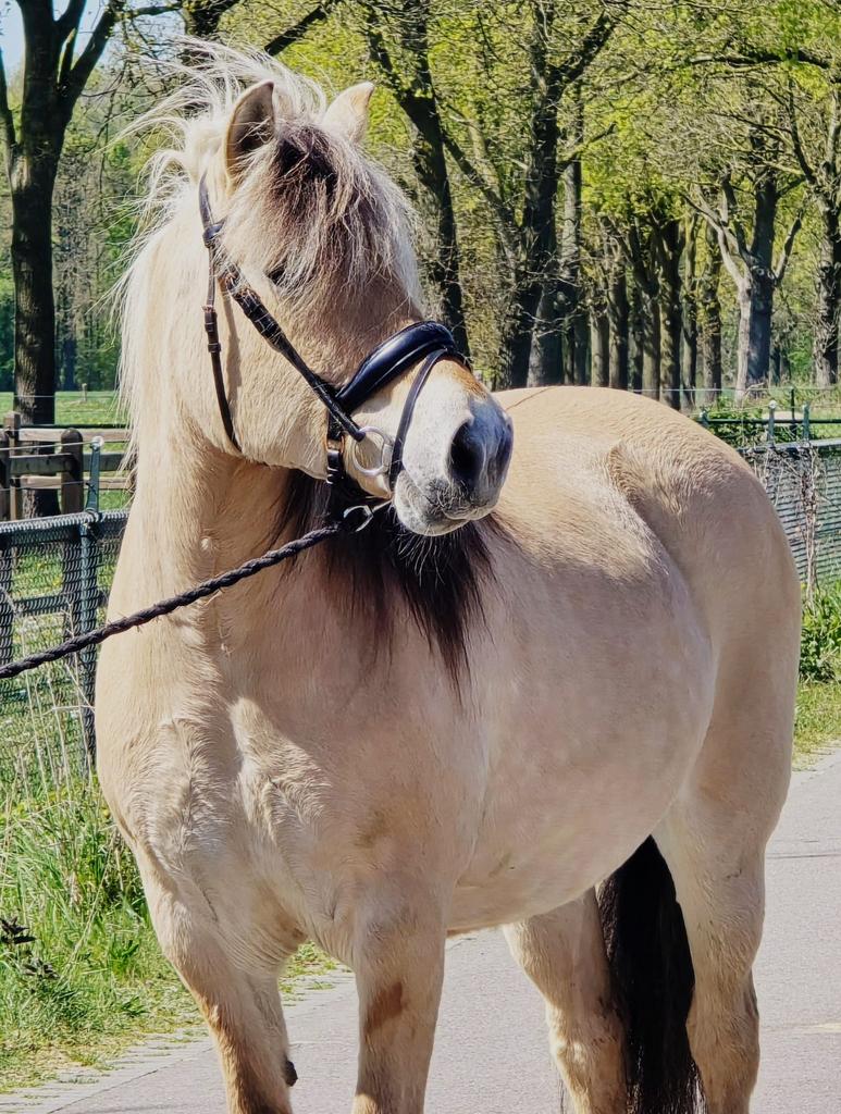 Fjord merrie!, Dieren en Toebehoren, Pony's, Gechipt, 11 jaar of ouder, Recreatiepony, Merrie