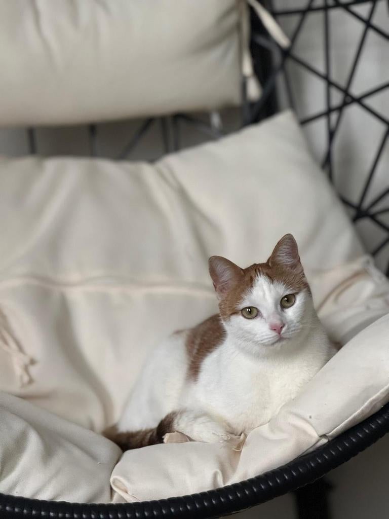 Goed personeel gezocht voor Toetie, Dieren en Toebehoren, Katten en Kittens | Overige Katten, Poes, Kortharig, 0 tot 2 jaar