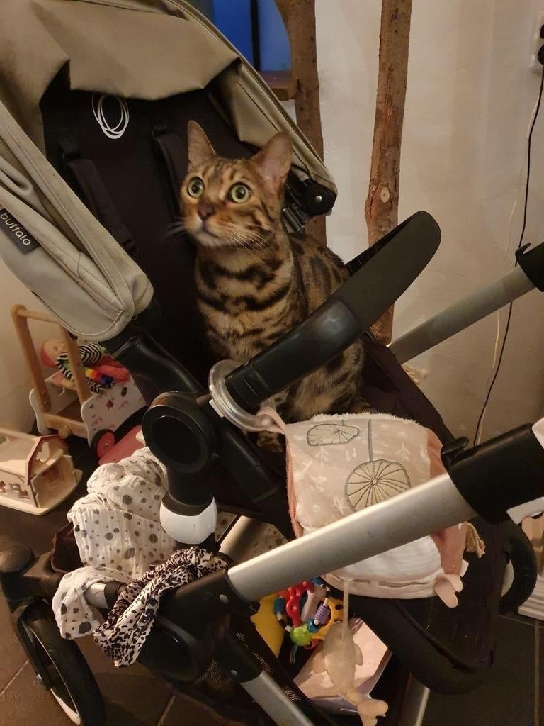 2 bengaalse katten, broertjes, speelse binnenkatten, Kater, Gechipt, 6 jaar of ouder