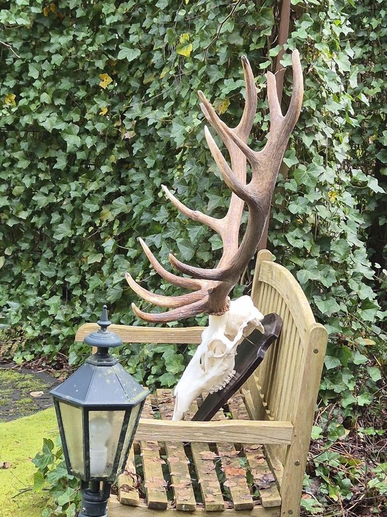 Mega Groot Zwaar Edelhert Gewei Trofee Jacht Hut Mancave, Verzamelen, Dierenverzamelingen, Zo goed als nieuw, Gewei of Kop, Hert