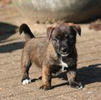 Te koop prachtige cairn terriërs x jack russell puppy's, Parvo, Jack Russell Terriër, 8 tot 15 weken, Meerdere