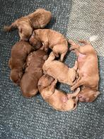 Labradoodle pups mini, Parvo, Overige rassen, 8 tot 15 weken, Meerdere
