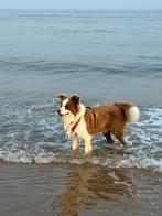 Leuke speelse pups, Parvo, België, Fokker | Hobbymatig, 8 tot 15 weken