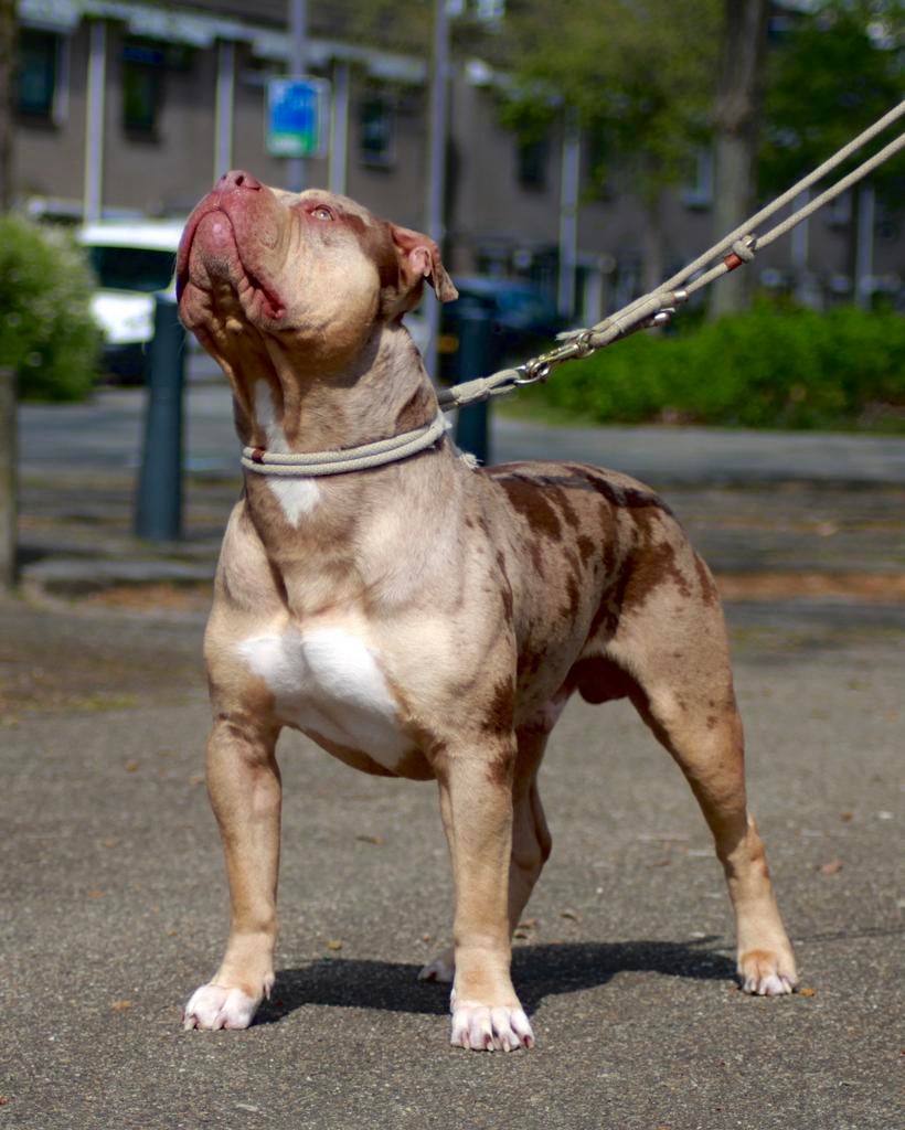 American Bully - XL-XXL Tri color dekreuen, Dieren en Toebehoren, Honden | Dekreuen, Reu, Parvo, Meerdere, 3 tot 5 jaar