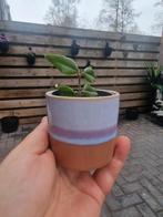 Hoya Bella stekje kamerplant, Ophalen, Halfschaduw, Minder dan 100 cm