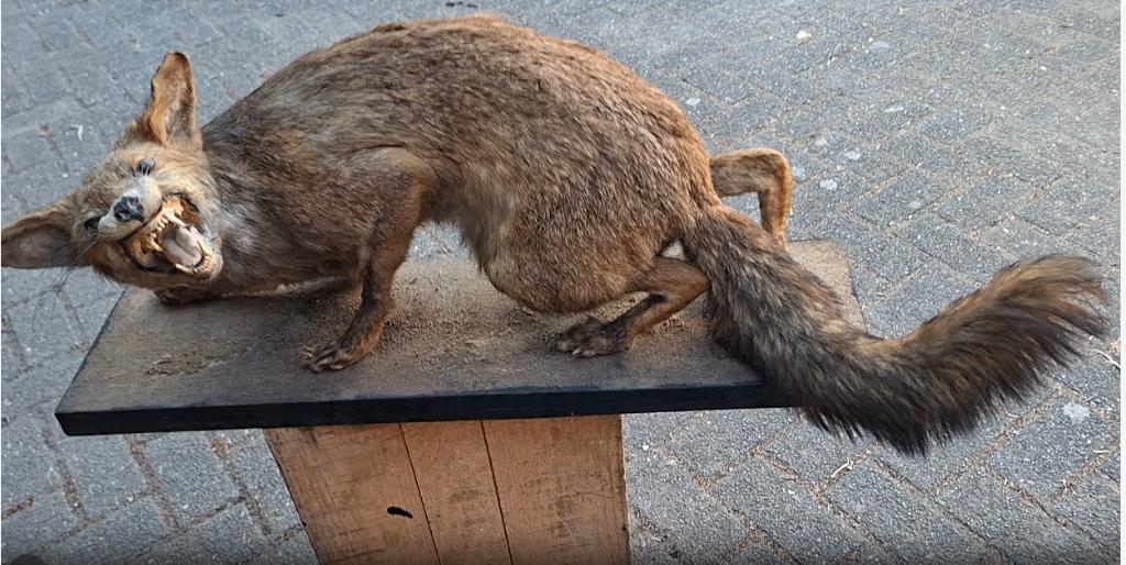 OPGEZETTE VOS op PLANK, Verzamelen, Ophalen of Verzenden, Gebruikt, Wild dier, Opgezet dier