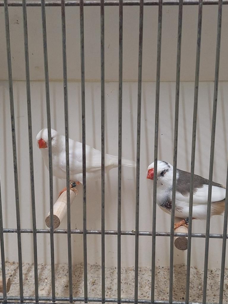 Zebravinken bont x wit, Meerdere dieren, Tropenvogel, Geringd