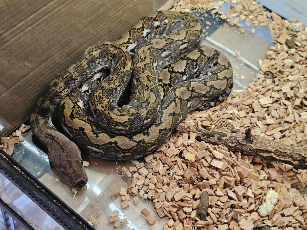 1.1 Couples python reticulatus KAROMPA super nain DE 2022 Reticulated Python - male for sale from reptile900