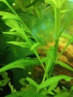 Garnalen, blauwe neocardina, Dieren en Toebehoren, Kreeft, Krab of Garnaal