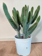 Opuntia Blue Ale - Schijfcactus H: 45 cm., Huis en Inrichting, Kamerplanten, Ophalen, Halfschaduw, Cactus, Minder dan 100 cm