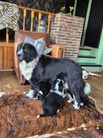 Newfoundlander x australian shepherd x Berner Sennen pups, Nederland, Meerdere, Meerdere dieren, Fokker | Professioneel