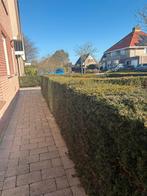 Haag Taxus 15 meter lengte, Ophalen of Verzenden, Taxus