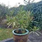 Oleander, Ophalen, Overige soorten, Volle zon