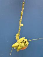 Dischidia in Slakkenhuis (1)