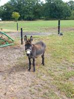 Ter dekking mini ezel, Dieren en Toebehoren, Overige Dieren, April, Mannelijk