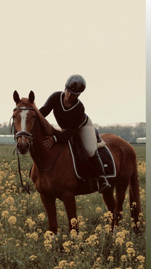 🌟BOMPROOF🌟 4 jarige engelse volbloed E-pony, E pony (1.48m - 1.57m), Ruin, Dressuurpony, 3 tot 6 jaar