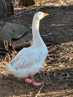 Gezocht: vrouwelijke krulveer gans of mannelijke te koop, Dieren en Toebehoren, Vrouwelijk, Gans of Zwaan