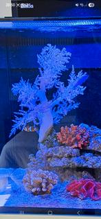Lithophyton Koraal / lederkoraal XXL, Ophalen, Gevuld zeewateraquarium