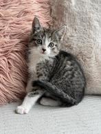 Kittens 10 weekjes oud, Meerdere dieren