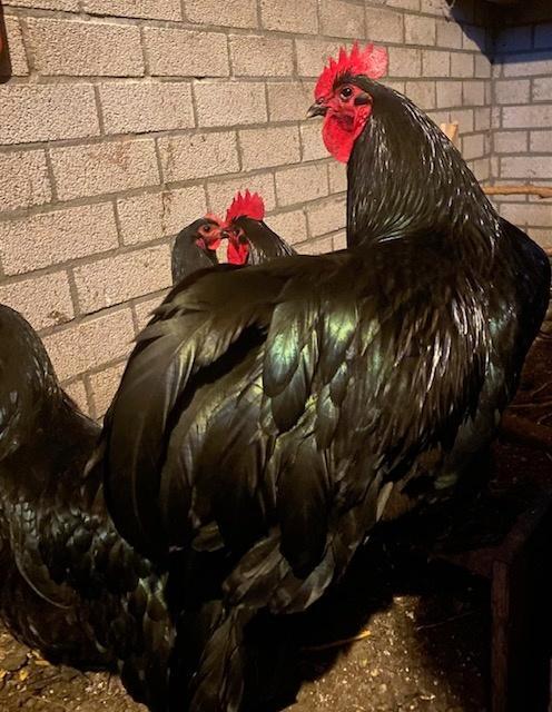 Australorp kippen, Dieren en Toebehoren, Pluimvee, Kip, Meerdere dieren