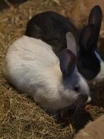 Duitse reuzen, Vrouwelijk, Middelgroot, 0 tot 2 jaar