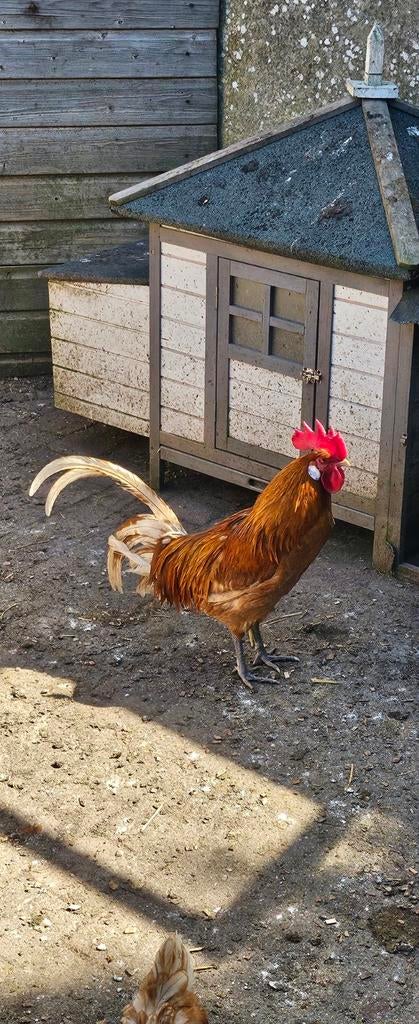 Haan, goudwit pel gratis af te halen, Dieren en Toebehoren, Mannelijk, Kip