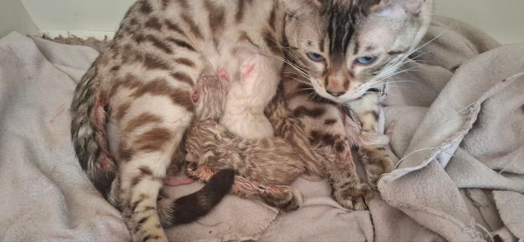 LAATSTE!!! ❄️SNOW BENGAAL❄️ kittens geboren - te reserveren, Dieren en Toebehoren, Meerdere dieren, Gechipt