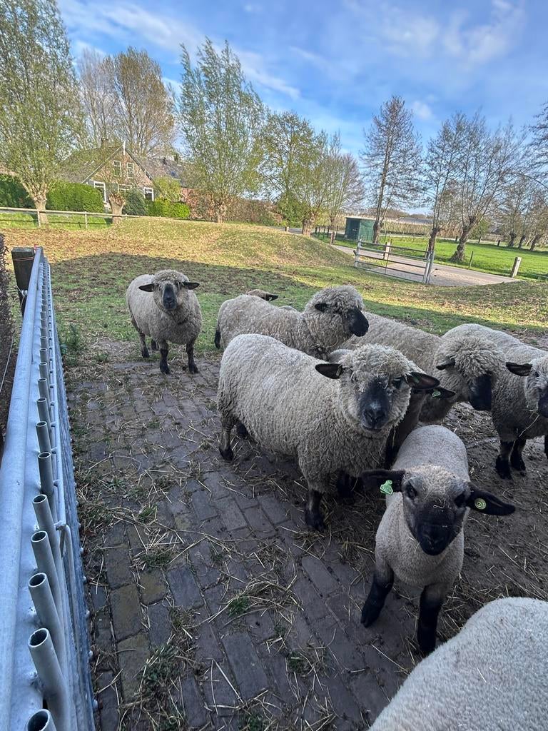 Stamboek Hampshire down ooien en lammeren te koop, Dieren en Toebehoren, Schapen, Geiten en Varkens, Vrouwelijk, Schaap