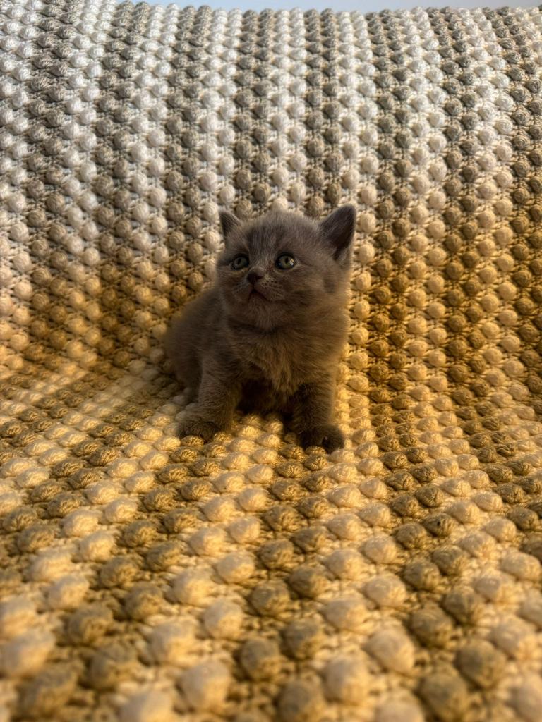 Prachtige Raszuivere Britse Korthaar Kittens + Kittenpakket!, Dieren en Toebehoren, Meerdere dieren, Ontwormd, 0 tot 2 jaar