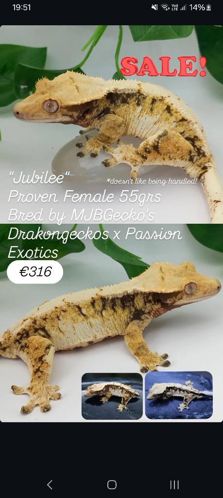 Verschillende wimpergekko's SALE: man, vrouw, ongesext, Dieren en Toebehoren, Reptielen en Amfibieën, Hagedis, Tam, 0 tot 2 jaar