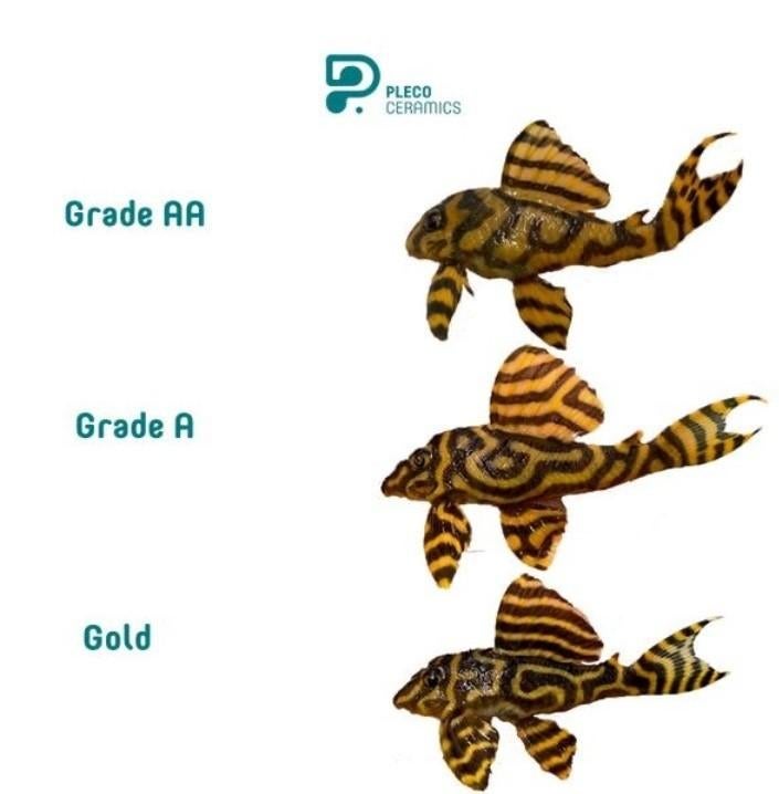 L333 Grade AA Goldline, Dieren en Toebehoren, Vissen | Aquariumvissen, Vis