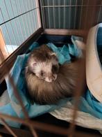 Fret met kooi, Ophalen, Kooi, Minder dan 75 cm, Zo goed als nieuw