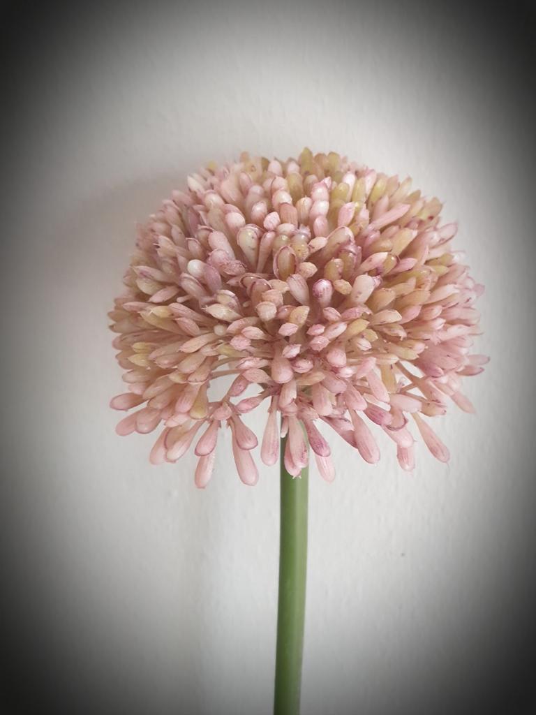 Allium pink kunst bloem - bloemen  - zijdenbloem - zijde, 44 cm, Kunstbloem, Nieuw, Ophalen of Verzenden