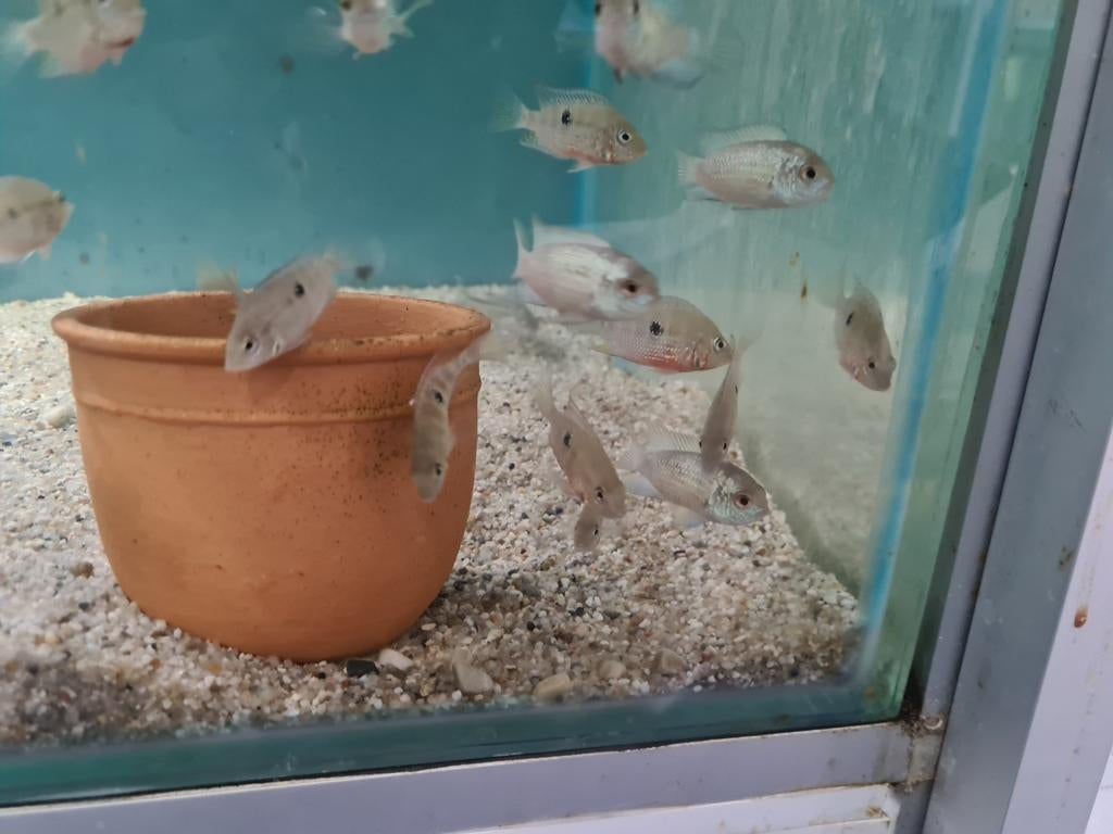 Electric Blue Acara Cichliden, Vis, Zoetwatervis