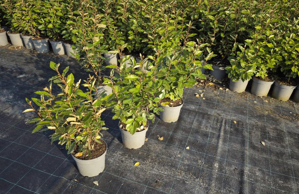 Olijfwilg compacta haagplanten, Ophalen of Verzenden, Overige soorten, Haag, Minder dan 100 cm