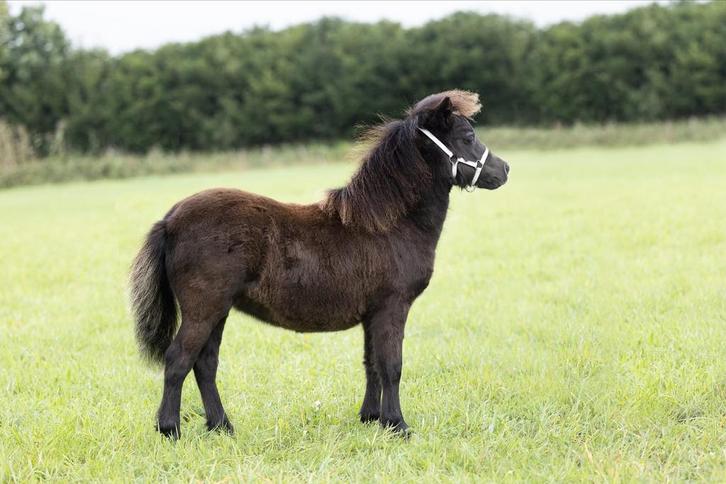 Van €750naar € 650! NSPS kampioen mini shetlandpony merrie, Dieren en Toebehoren, Pony's, Merrie, A pony (tot 1.17m), 3 tot 6 jaar